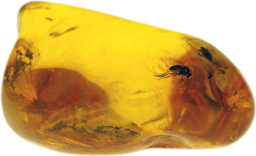 24,80 g Amber nugget with fly inclusion (1)