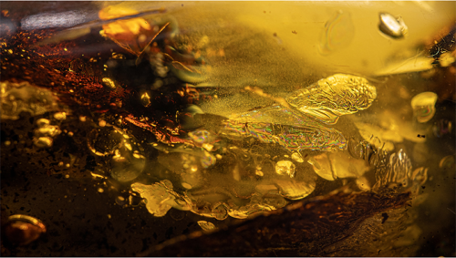 Самородок янтаря с инклюзом 49,10 г (4)