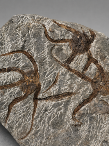 Ofiūras fosilija (Ophiuroidea), Maroka, 485,4–443,8 milj. g. (2)