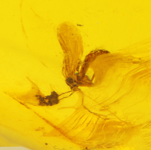 Самородок янтаря с инклюзом 7,95 г (2)