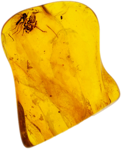 2,00 g Gintaro grynuolis su inkliuzais (1)