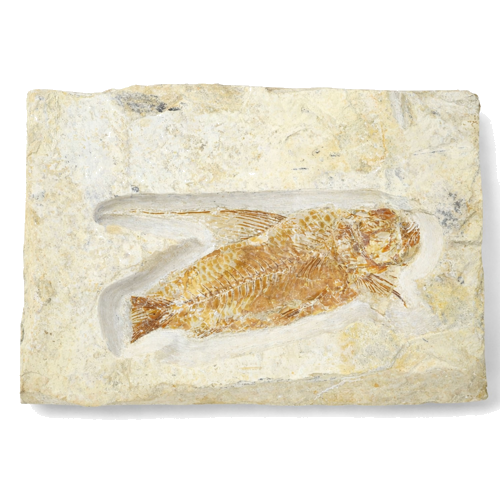 Žuvies fosilija (Nematonotus), Libanas, ~100–95 mln. m. (1)