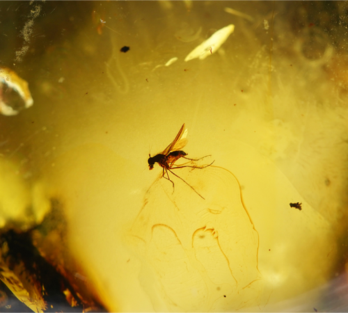 Самородок янтаря с инклюзом 49,10 г (5)