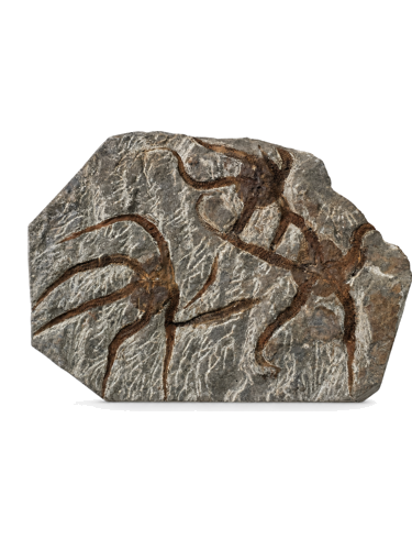 Brittle star fossil (Ophiuroidea), Morocco, 485.4–443.8 million years (1)