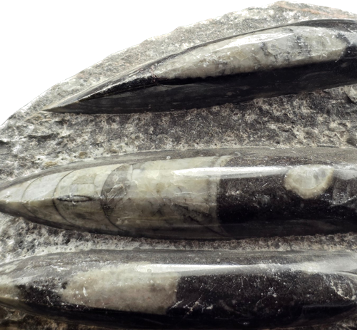 Ископаемый головоногий моллюск ортоцерас (Orthoceras) (485–443 млн лет), Марокко (3)