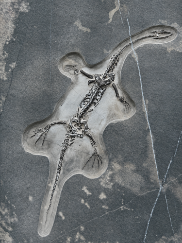 Rāpuļa fosilija (Keichousaurus), Ķīna, ~242–237 milj. gadu (1)