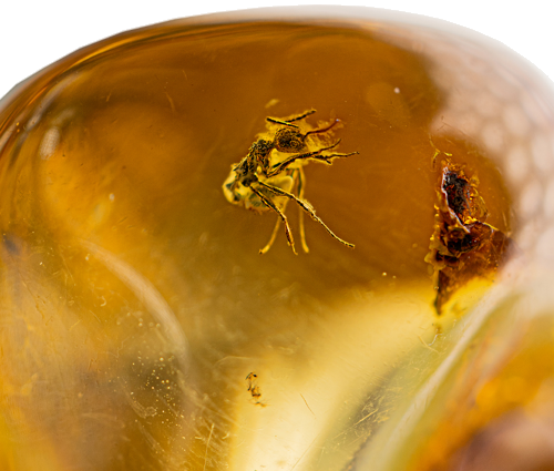 12,90 g Amber Nugget with inclusion (2)