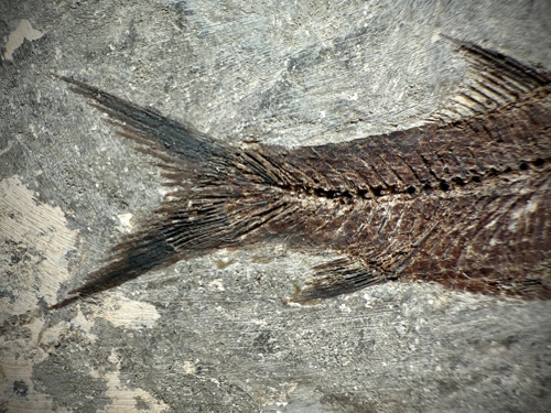Pirmsvēsturiskas zivs fosilija (Jianghanichthys hubeiensis) (3)