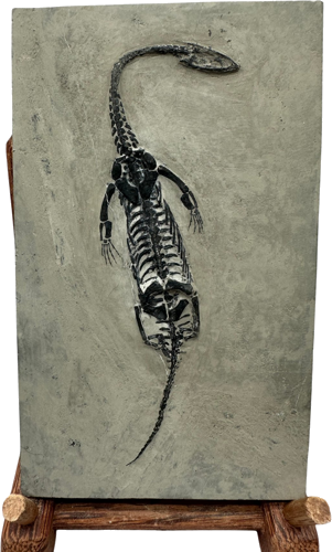 Reptile fossil (Keichousaurus), China, 251.9–201.3 million years (1)