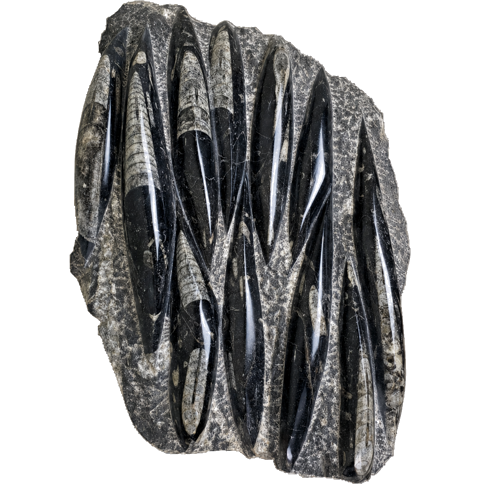 Фосил от главоноги мекотели (Orthoceras), Мароко, ~485,4–443,8 млн. г. (1)