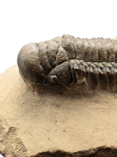 Trilobite fossil (Crotalocephalus), Morocco, 419.2–358.9 million years (2)