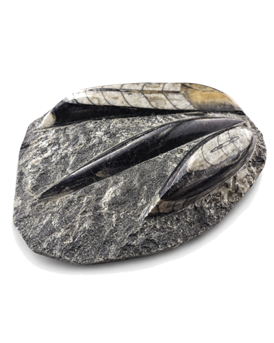 Tiesiaragio galvakojo fosilija (Orthoceras), Marokas, 485,4–443,8 mln. m. (2)