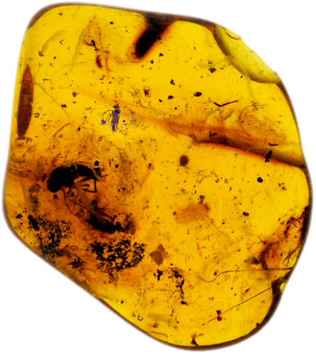 2,85 g Amber Nugget with inclusion (1)