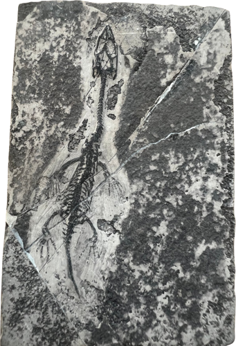 Rāpuļa fosilija (Keichousaurus), Ķīna, 242–237 milj. g. (1)