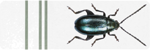 Klijavimo formelė (1)