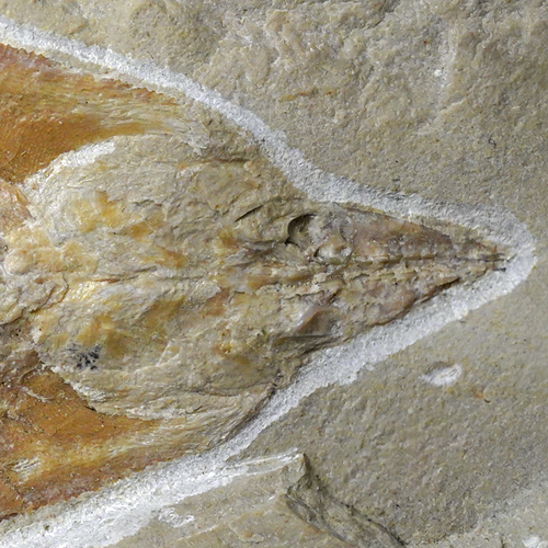 Fosil на риба Coccodus, Титонска епоха (преди 163,5–145 млн. години), Ливан (5)