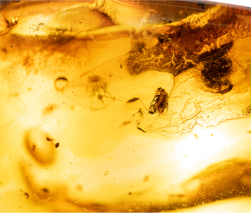 16,50 g Amber Nugget with inclusion (3)