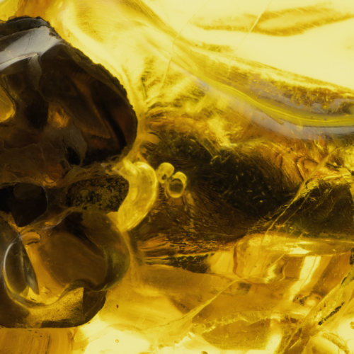 39.75 g Amber nugget with inclusion (3)