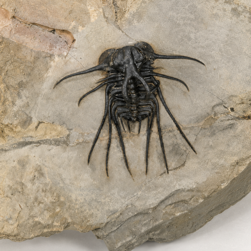 Trilobitų fosilijos (Dicranurus monstrosus, Reedops, Paralejurus), Marokas, ~419,2–393,3 mln. m. (4)