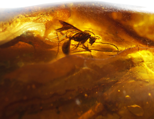 83,10 g Amber Nugget with inclusion (2)