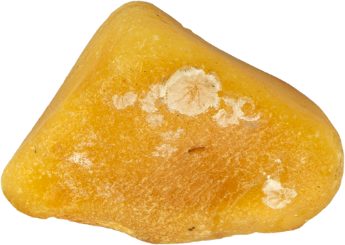 9,75 g Jūrinio Gintaro grynuolis (1)