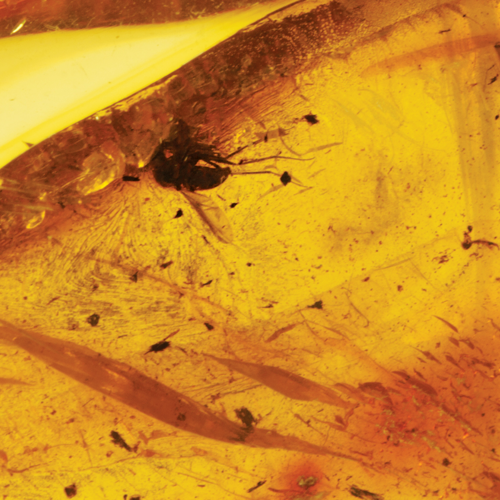 10,25 g Dzintara tīrradnis ar inkrustāciju (4)