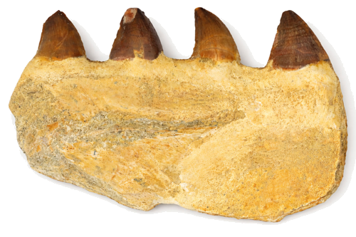 Mozazaura žoklis ar zobiem (Mosasaurus beaugei), Maroka, ~72–66 milj. gadu (2)