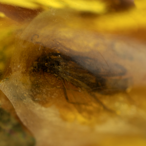 22,15 g Amber Nugget with fly inclusion (3)