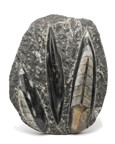 Tiesiaragio galvakojo fosilija (Orthoceras), Marokas, 485,4–443,8 mln. m. (1)