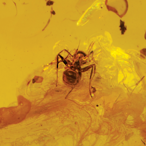 8,25 гр. Самороден кехлибар с фосил (2)