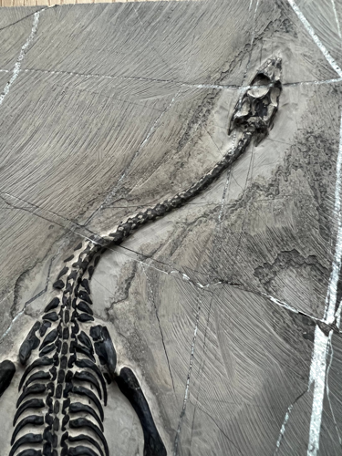 Reptile fossil (Keichousaurus), China, ~242–237 million years (3)