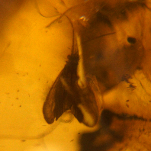 34,30 g Gintaro grynuolis su drugių ir plauko inkliuzais (4)