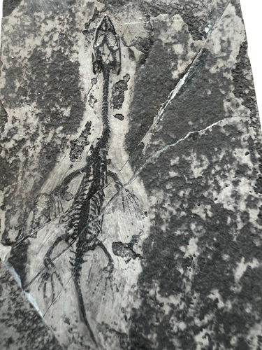 Окаменелость рептилии (Keichousaurus), Китай, 242–237 млн. лет (2)