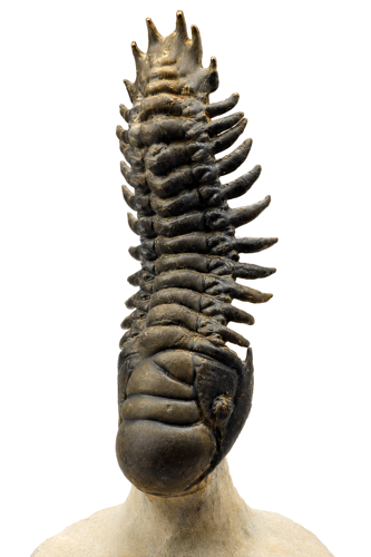 Trilobīta fosilija (Crotalocephalus), Maroka, 419,2–358,9 milj. g. (1)