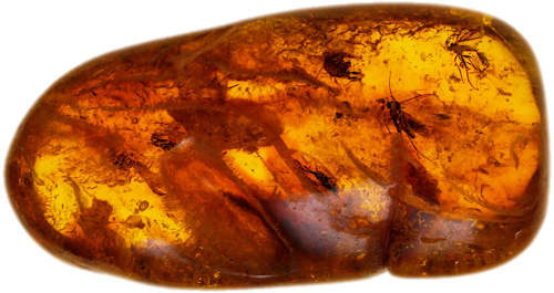 5,65 g Amber Nugget with inclusion (1)
