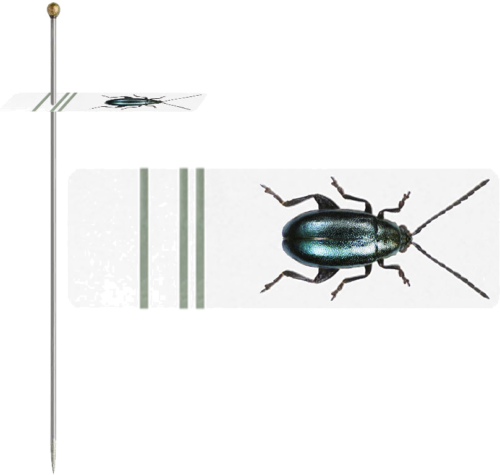 Līmēšanas dēlis (2)