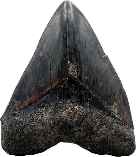 Megalodona zobis (Carcharocles megalodon), neogēns, ~23–3,6 milj. gadu (1)