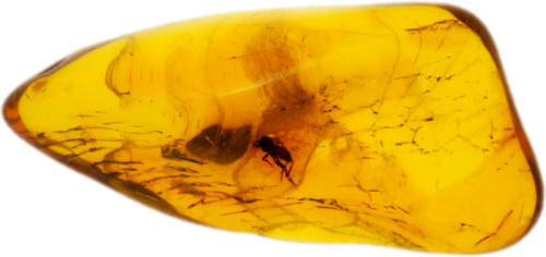 1,25 g Amber Nugget with inclusion (1)