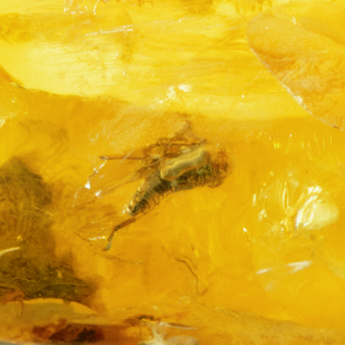 20.65 g Amber nugget with inclusion (3)