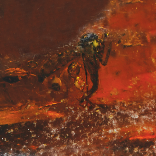 6,40 g Gintaro grynuolis su inkliuzu (5)