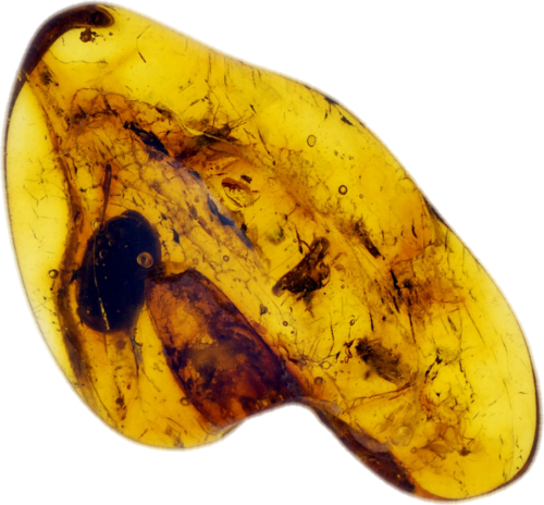 1,25 g Amber Nugget with inclusion (1)