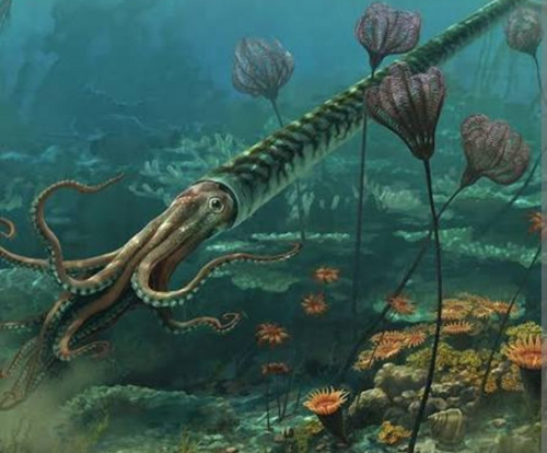 Galvakojų moliuskų fosilija (Orthoceras), Marokas, ~485,4–443,8 mln. m. (2)