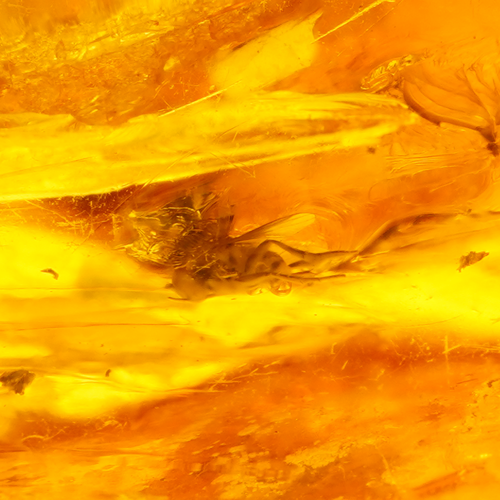 6,60 g Amber Nugget with inclusion (2)