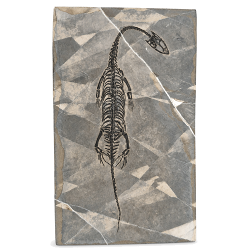 Reptile fossil (Keichousaurus hui), China, ~247.2–237 million years (1)