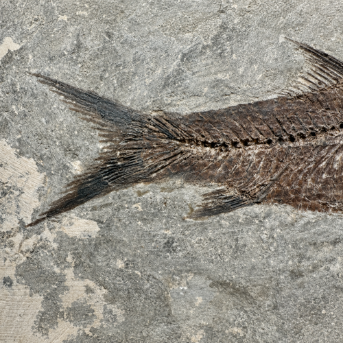 Žuvies fosilija (Jianghanichthys hubeiensis), Kinija, ~56–33,9 mln. m. (2)