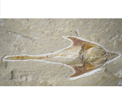 Фосил от риба (Coccodus), Ливан, ~100–95 млн. г. (2)