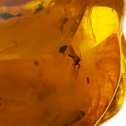 13,65 g Amber Nugget with inclusion (4)