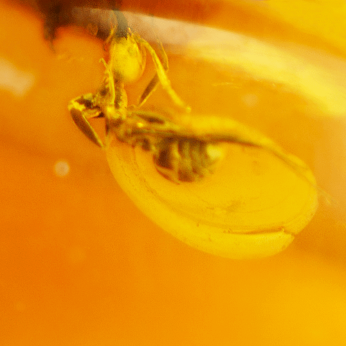 22,15 g Amber Nugget with fly inclusion (4)