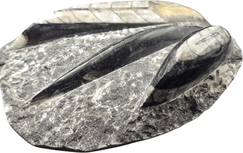 Окаменелость головоногого моллюска (Orthoceras), Марокко, 485,4–443,8 млн. лет (1)