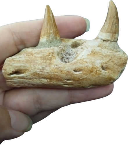 Фрагмент челюсти мозазавра (Mosasaurus sp.) с зубами, Марокко, около 70 млн. лет (1)